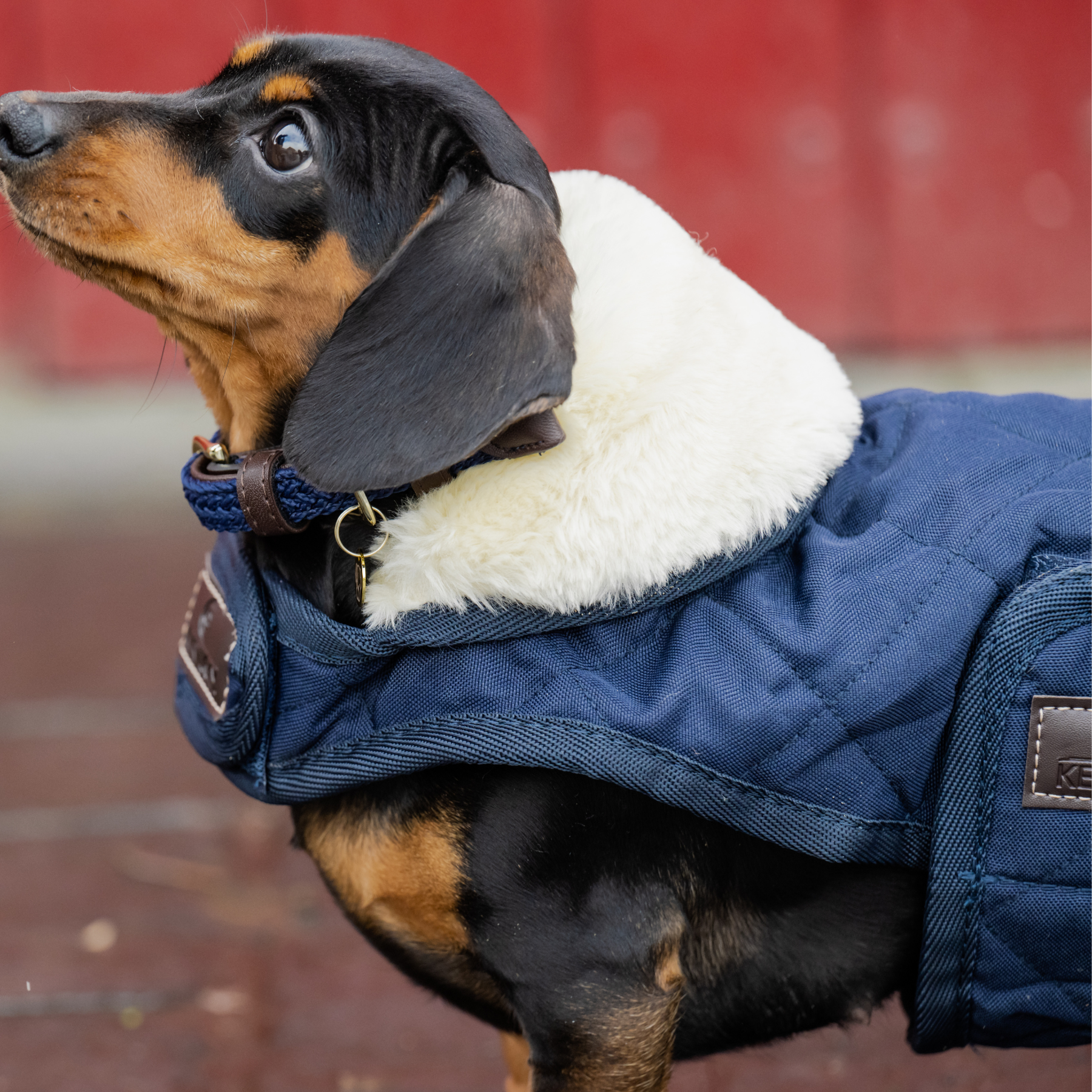 Kentucky Dog Coat, Navy