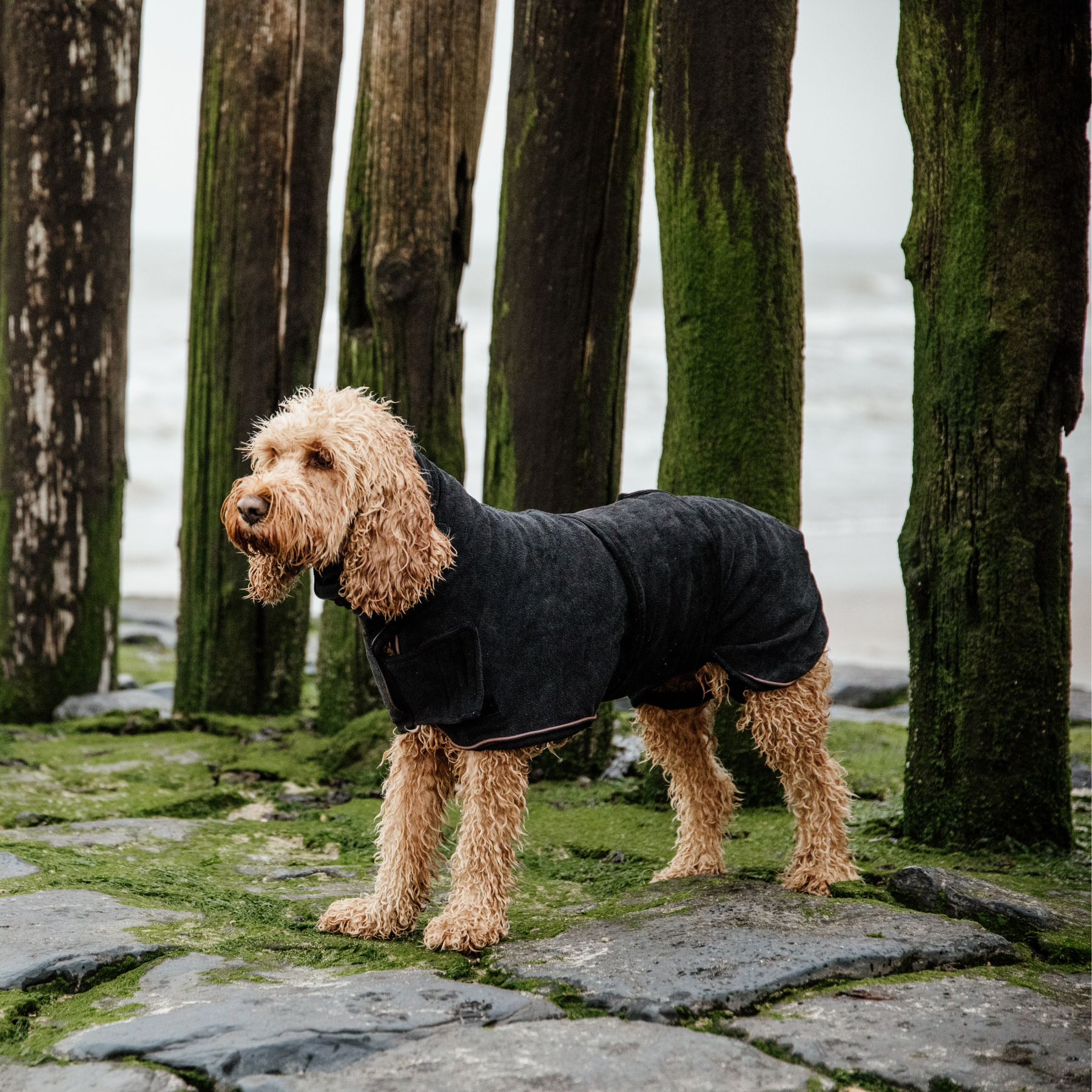 Kentucky Dog Coat Towel, Black