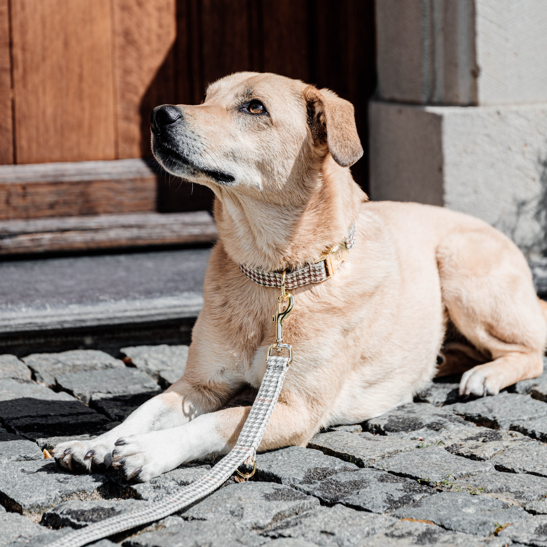 Kentucky Dog Collar Pied-de-Poule, Beige