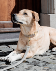 Kentucky Dog Collar Pied-de-Poule, Beige