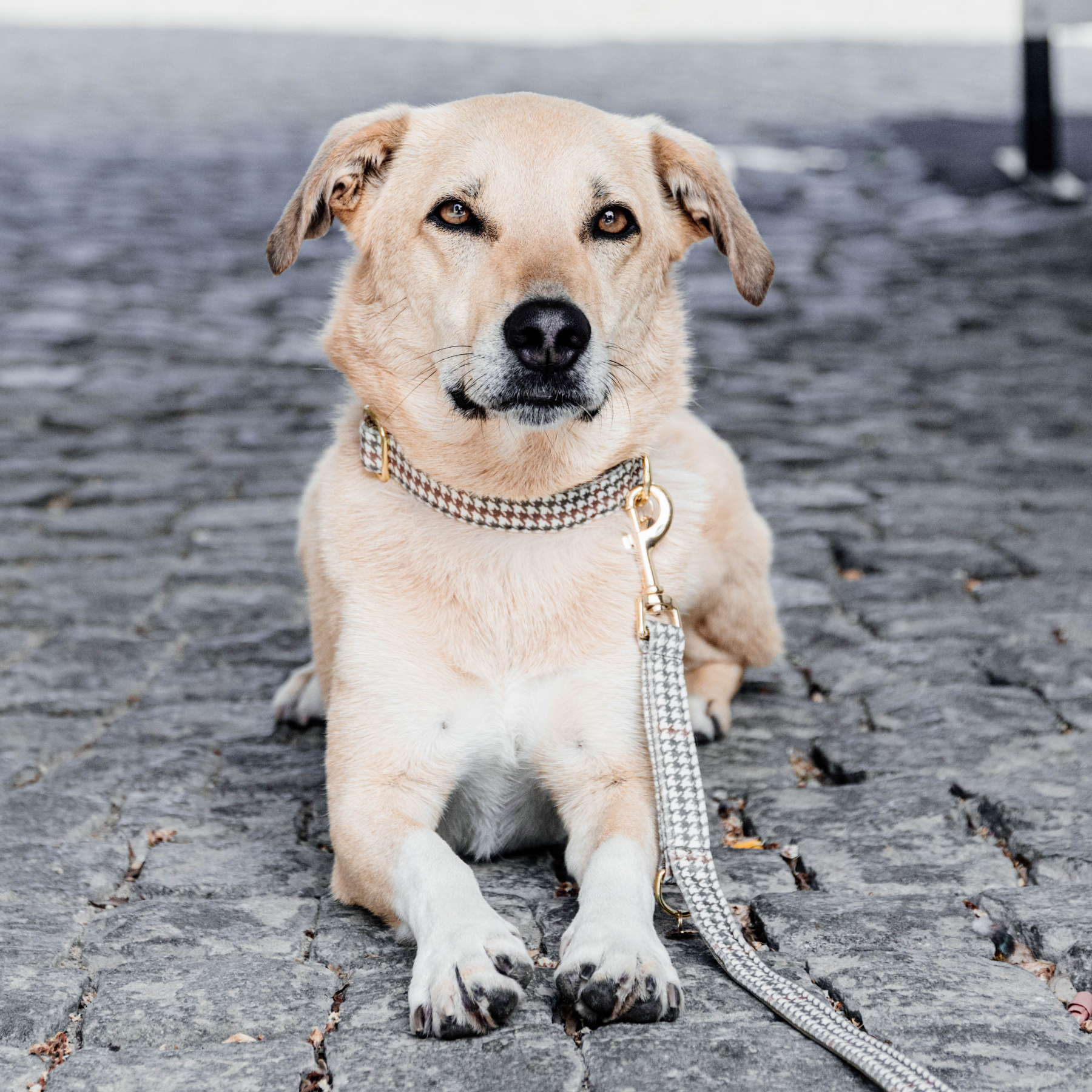 Kentucky Dog Collar Pied-de-Poule, Beige