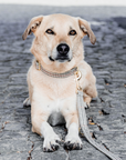 Kentucky Dog Collar Pied-de-Poule, Beige