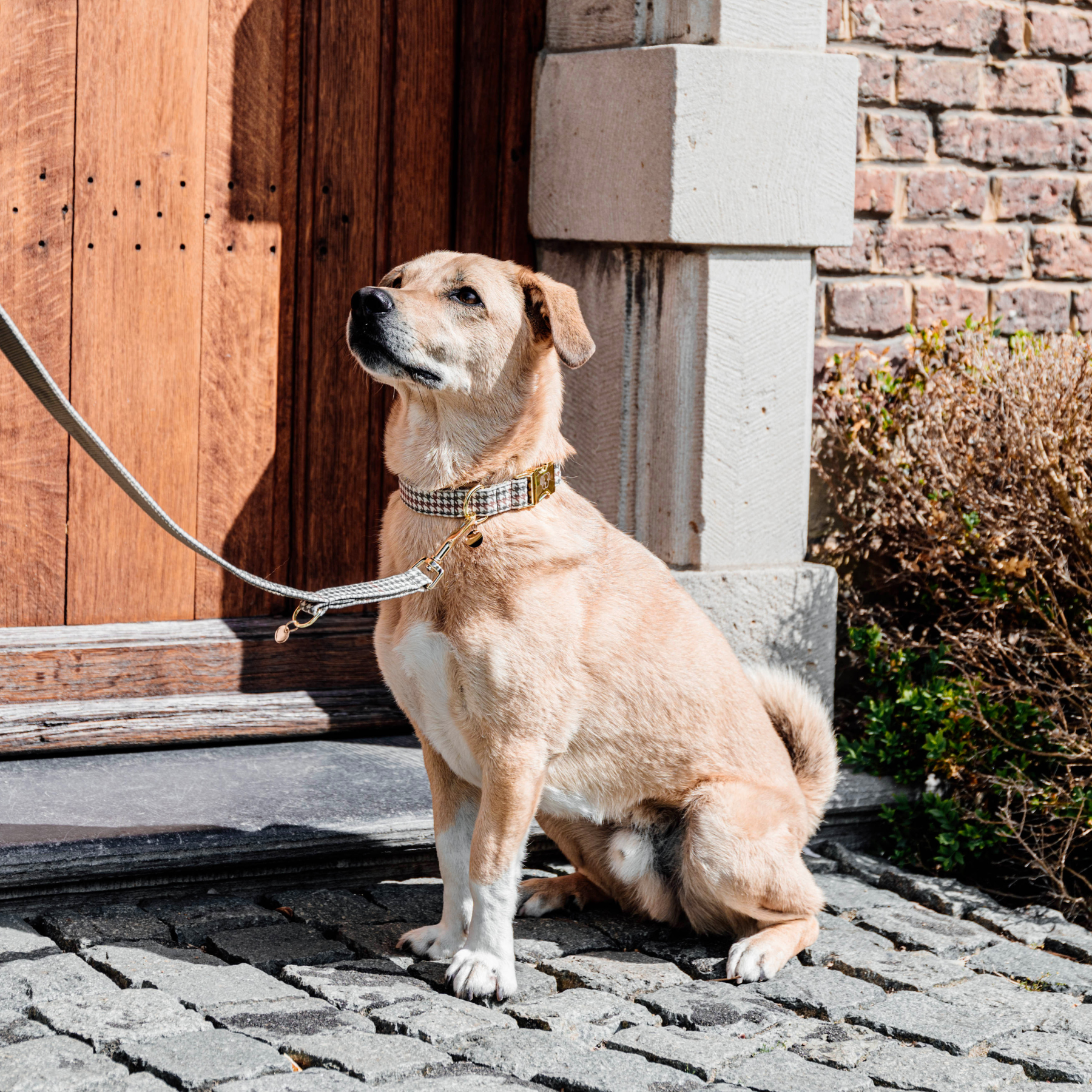 Kentucky Dog Collar Pied-de-Poule, Beige