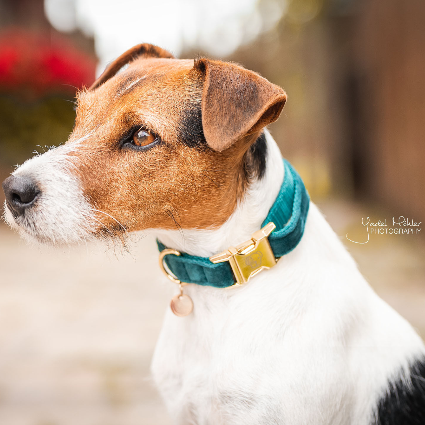 Kentucky Dog Collar Velvet, Emerald