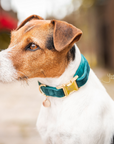 Kentucky Dog Collar Velvet, Emerald