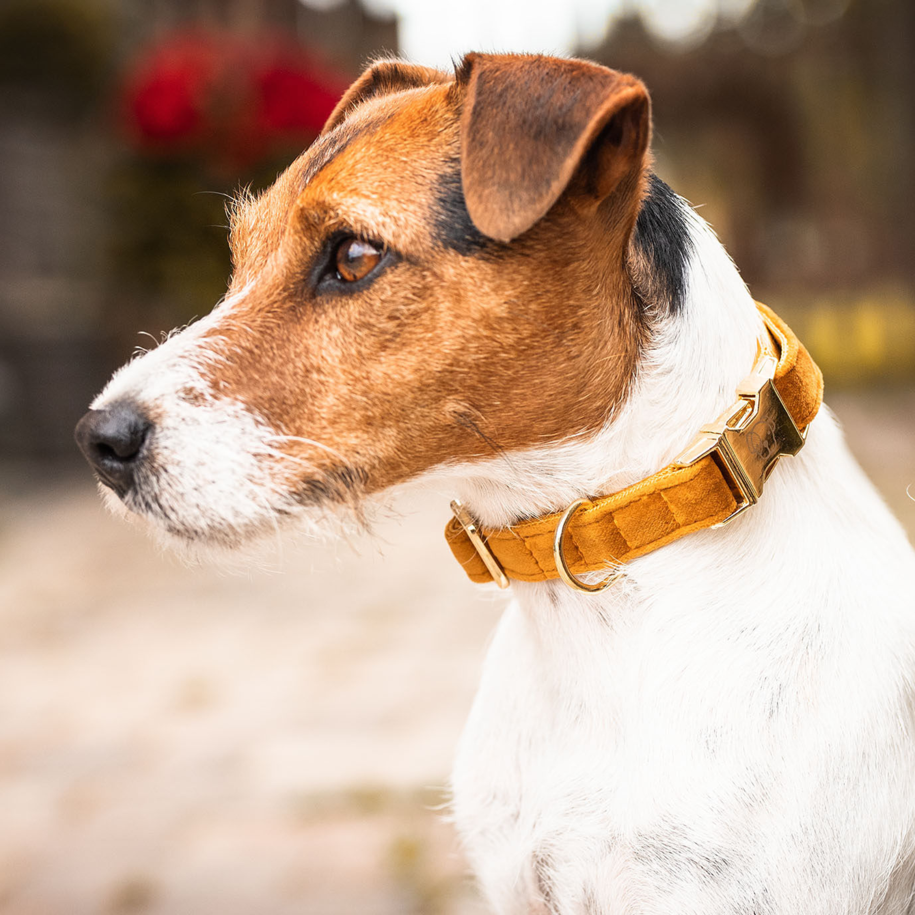 Kentucky Dog Collar Velvet, Mustard