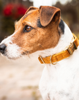 Kentucky Dog Collar Velvet, Mustard