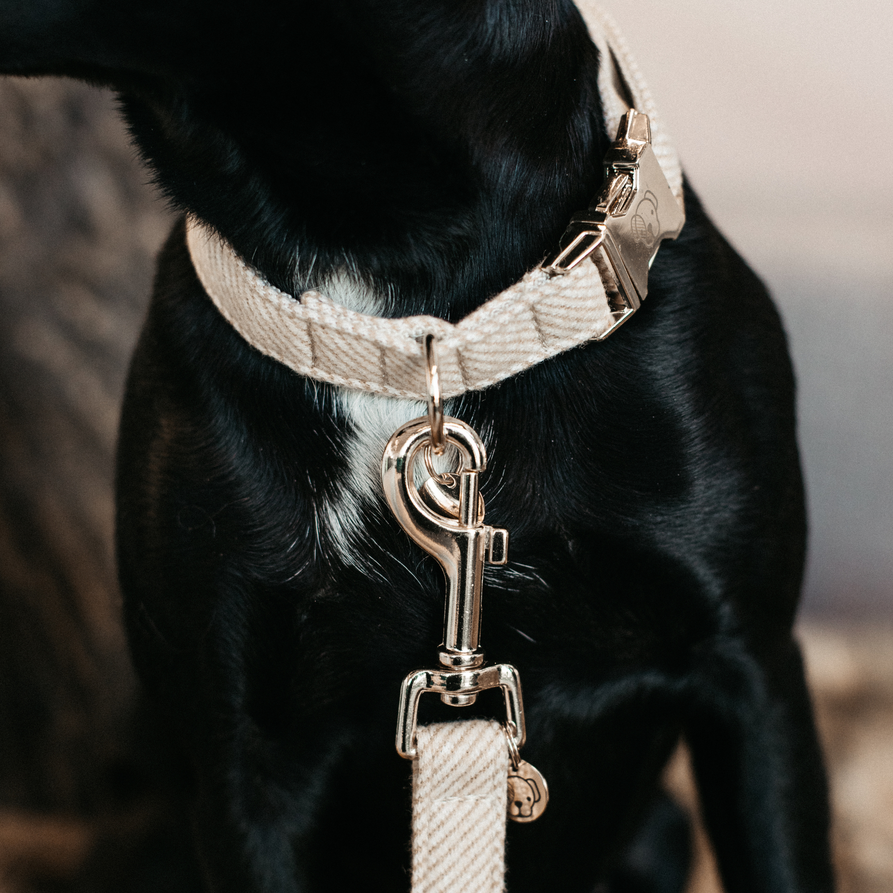 Kentucky Dog Collar Wool, Beige