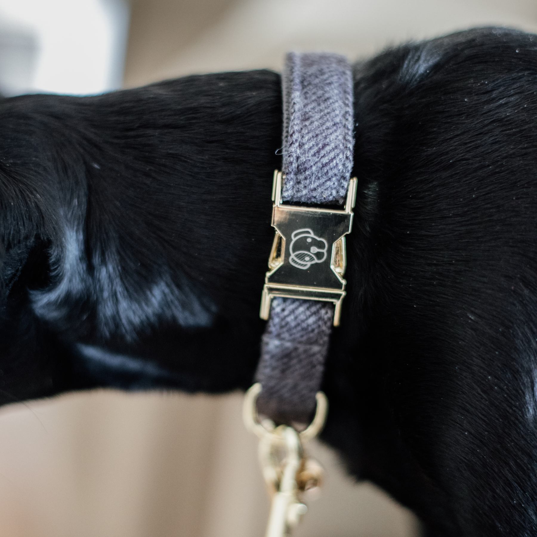 Kentucky Dog Collar Wool, Gray