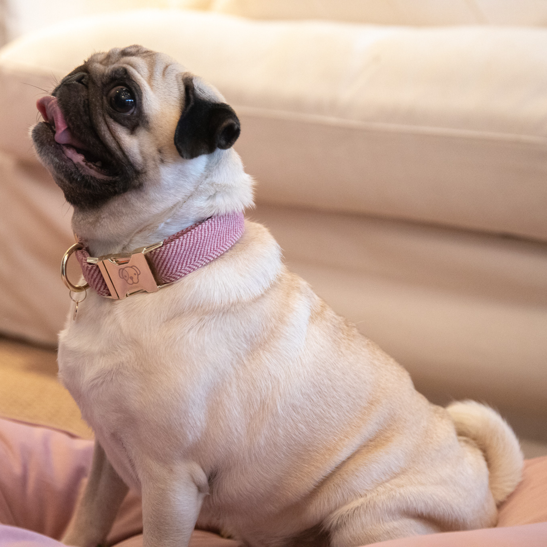 Kentucky Dog Collar Wool, Old Rose