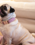 Kentucky Dog Collar Wool, Old Rose