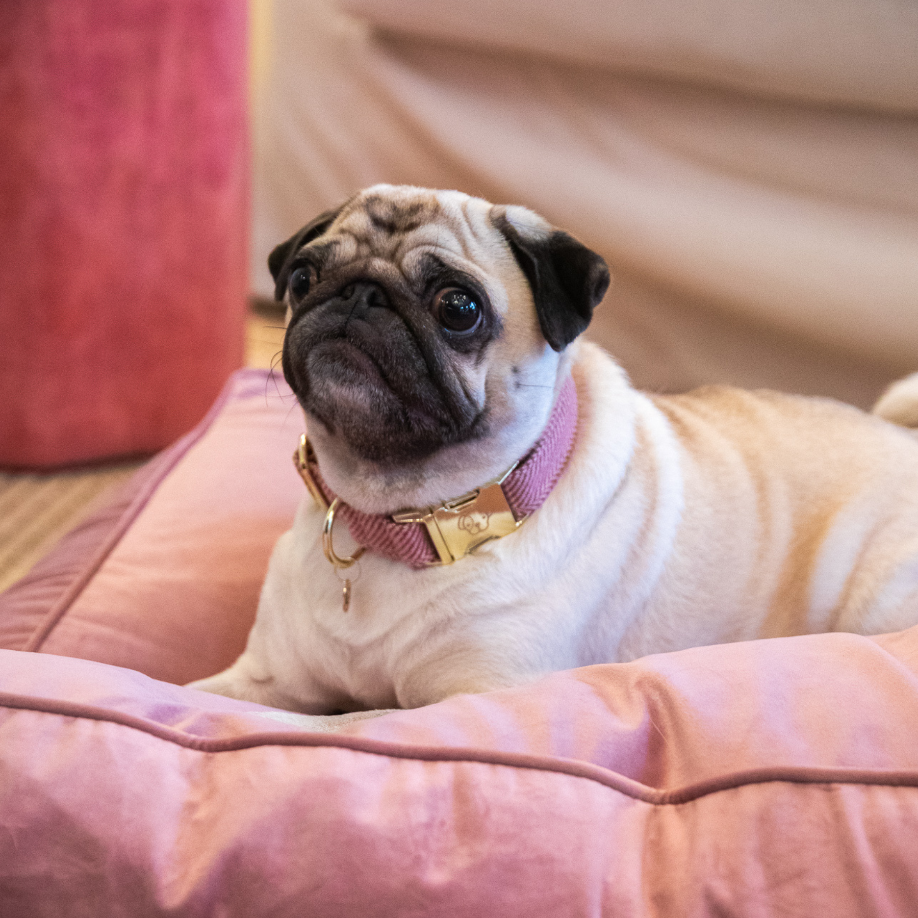 Kentucky Dog Collar Wool, Old Rose