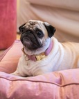 Kentucky Dog Collar Wool, Old Rose