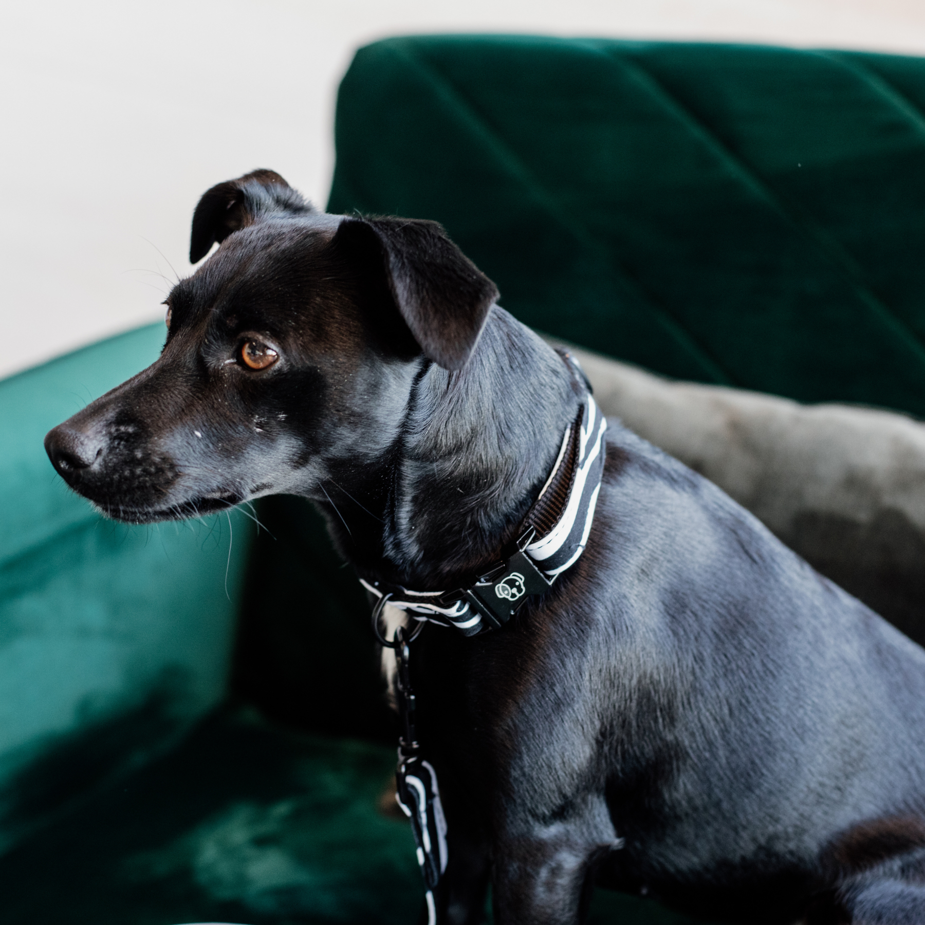 Kentucky Dog Collar Zebra