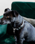 Kentucky Dog Collar Zebra