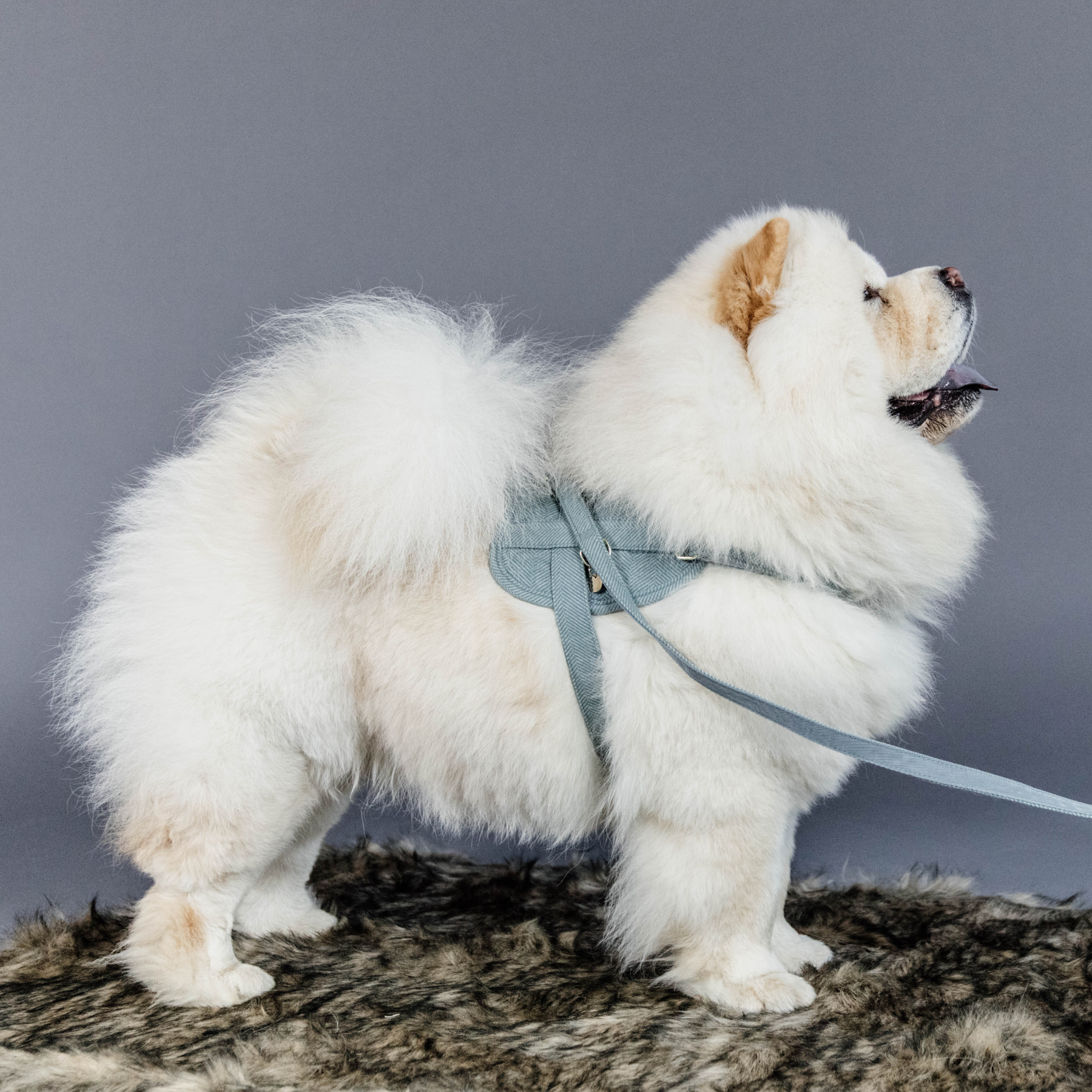 Kentucky Dog Harness Body Safe Wool, Light Blue