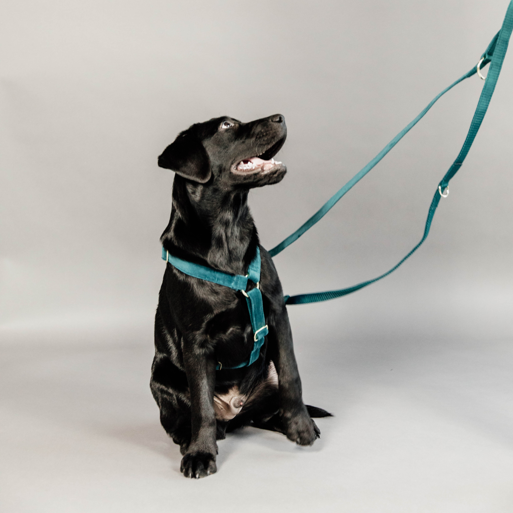 Kentucky Dog Harness Loop Velvet, Emerald