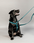 Kentucky Dog Harness Loop Velvet, Emerald