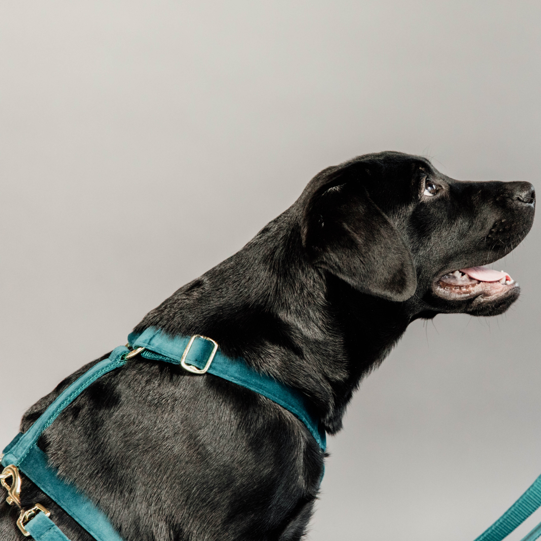 Kentucky Dog Harness Loop Velvet, Emerald
