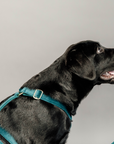 Kentucky Dog Harness Loop Velvet, Emerald