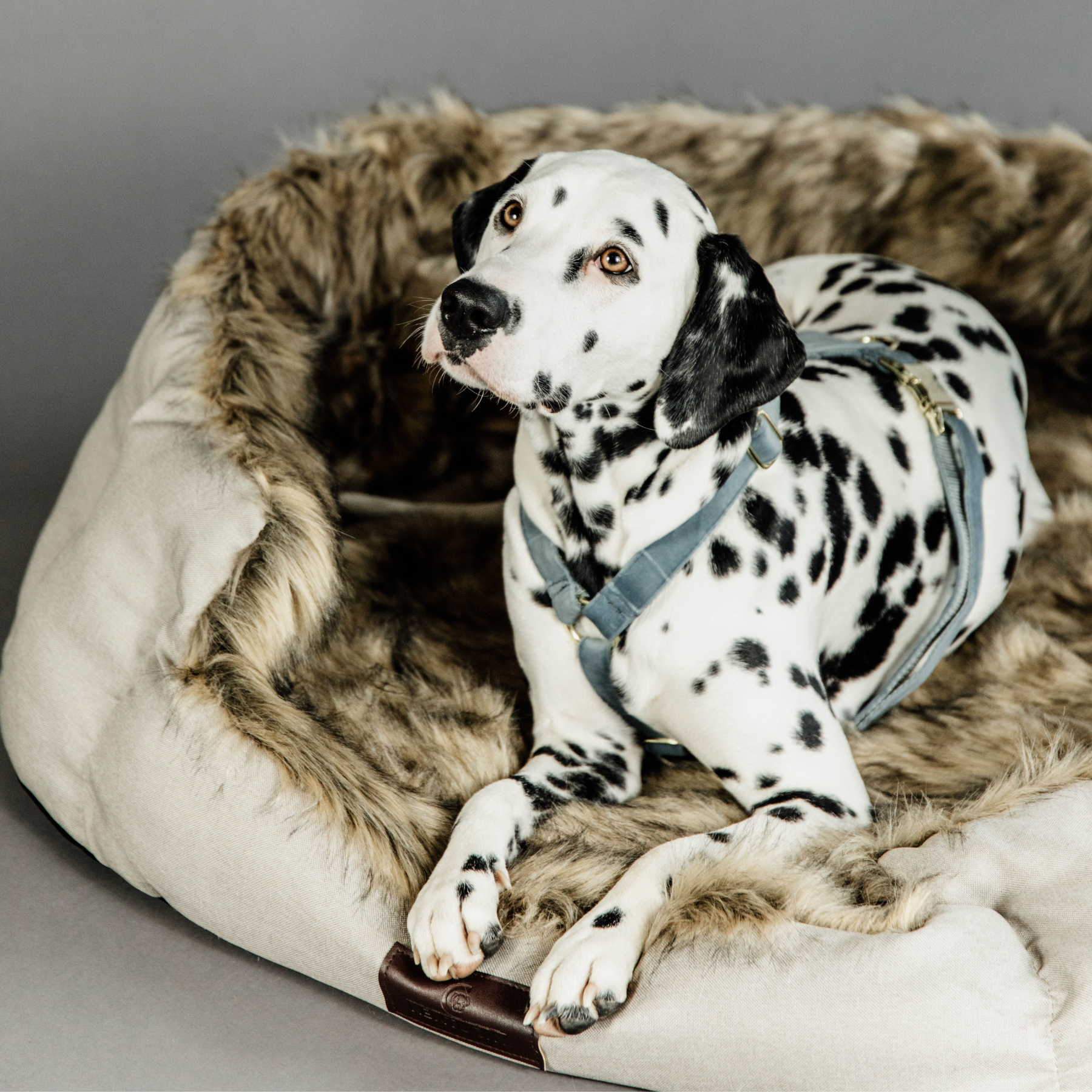 Kentucky Dog Harness Loop Velvet, Light Blue