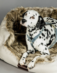Kentucky Dog Harness Loop Velvet, Light Blue