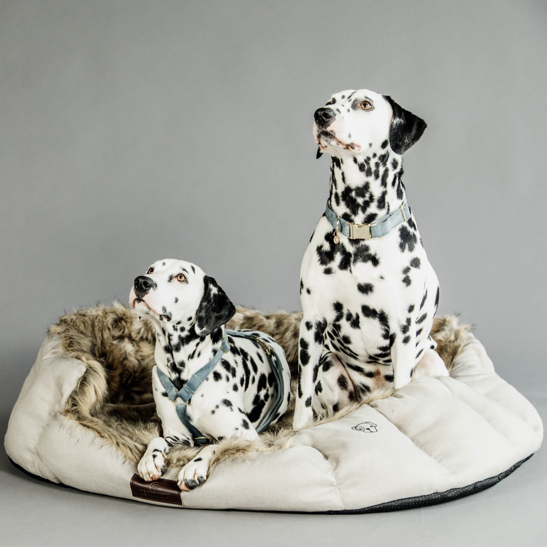 Kentucky Dog Harness Loop Velvet, Light Blue