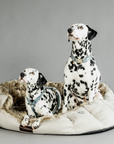 Kentucky Dog Harness Loop Velvet, Light Blue