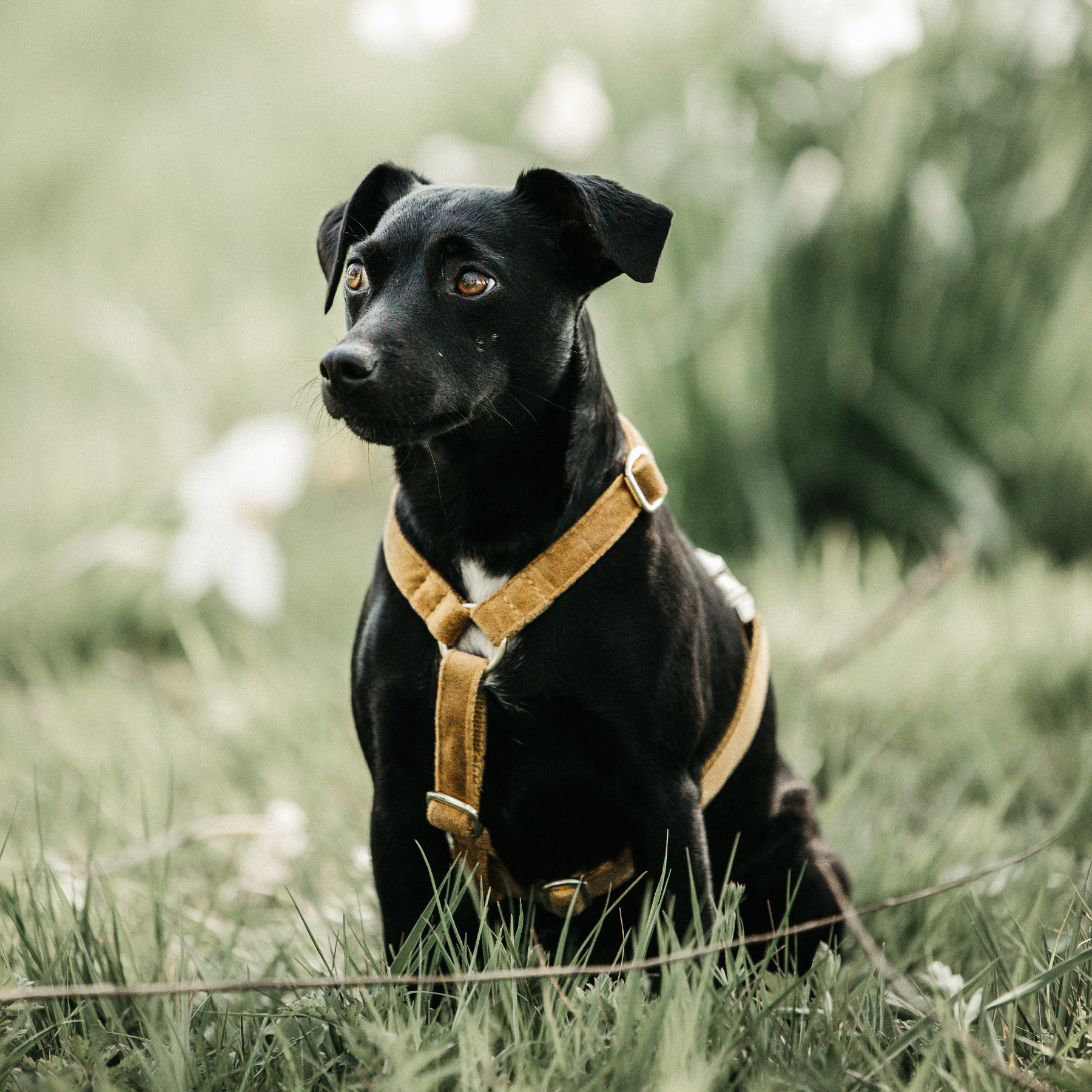 Kentucky Dog Harness Loop Velvet, Mustard