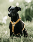 Kentucky Dog Harness Loop Velvet, Mustard