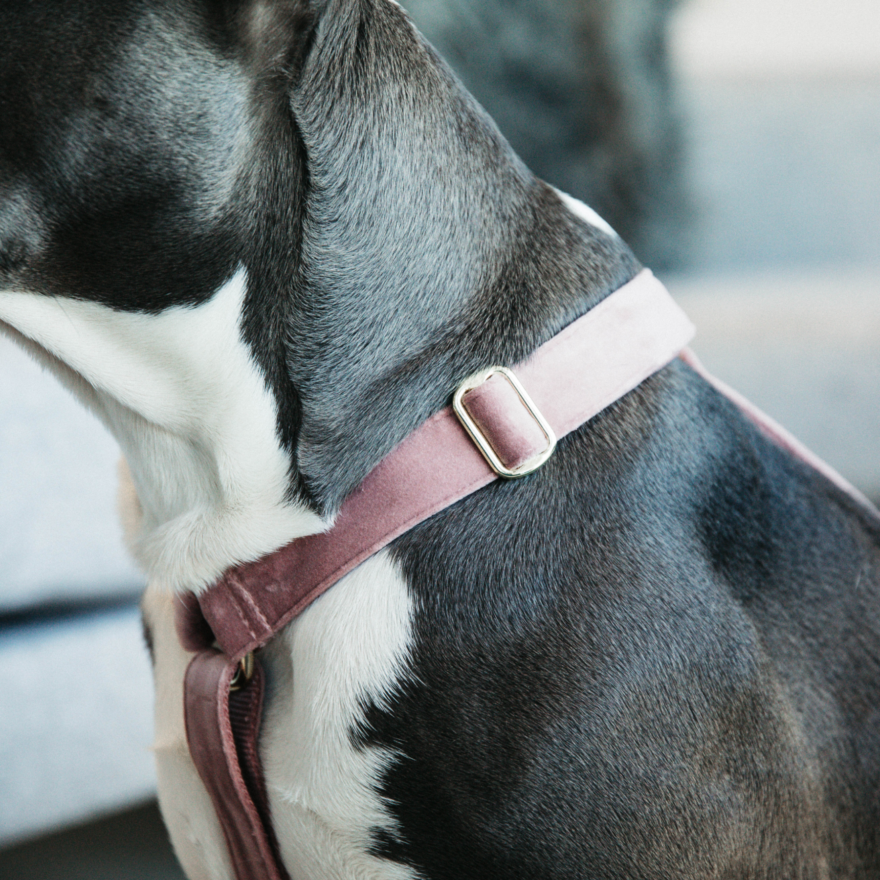 Kentucky Dog Harness Loop Velvet, Old Rose