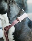 Kentucky Dog Harness Loop Velvet, Old Rose