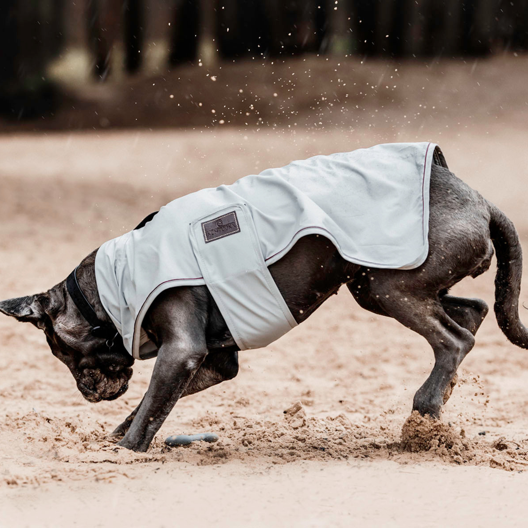 Kentucky Dog Rain Coat, Dusty Blue