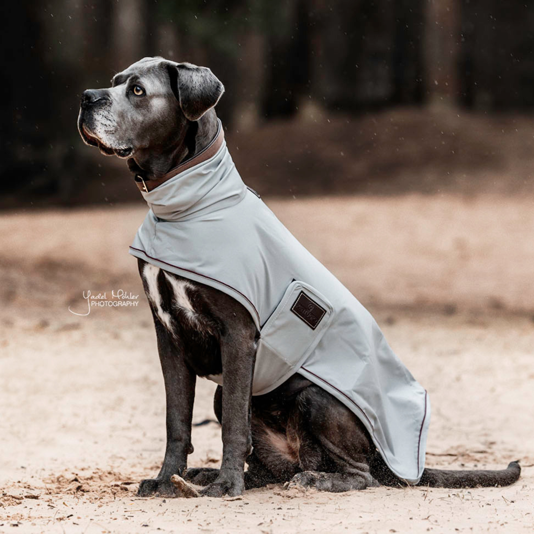 Kentucky Dog Rain Coat, Dusty Blue