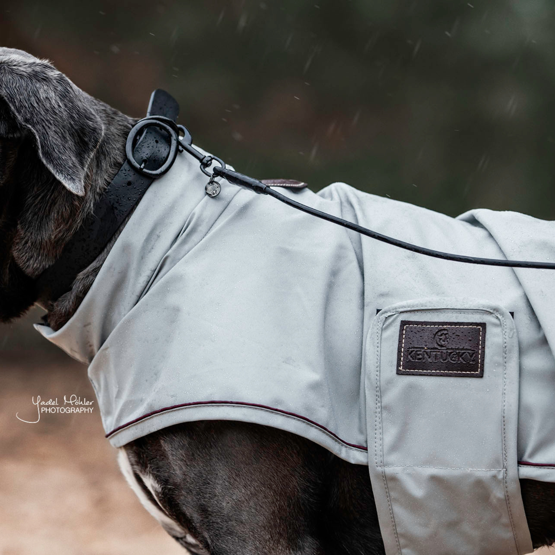 Kentucky Dog Rain Coat, Dusty Blue