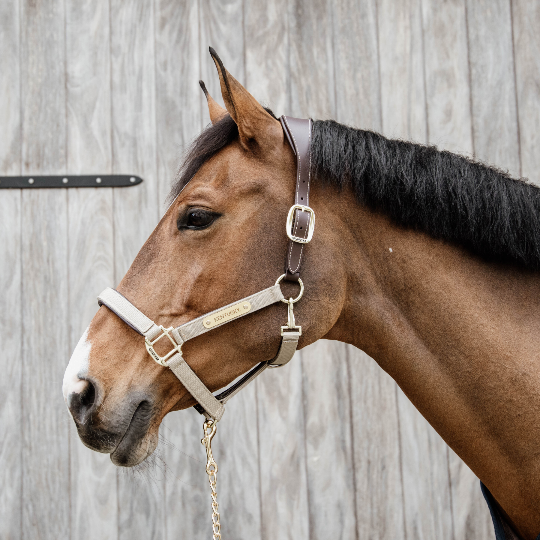 Kentucky Horsewear Anatomic Nylon Halter, Beige