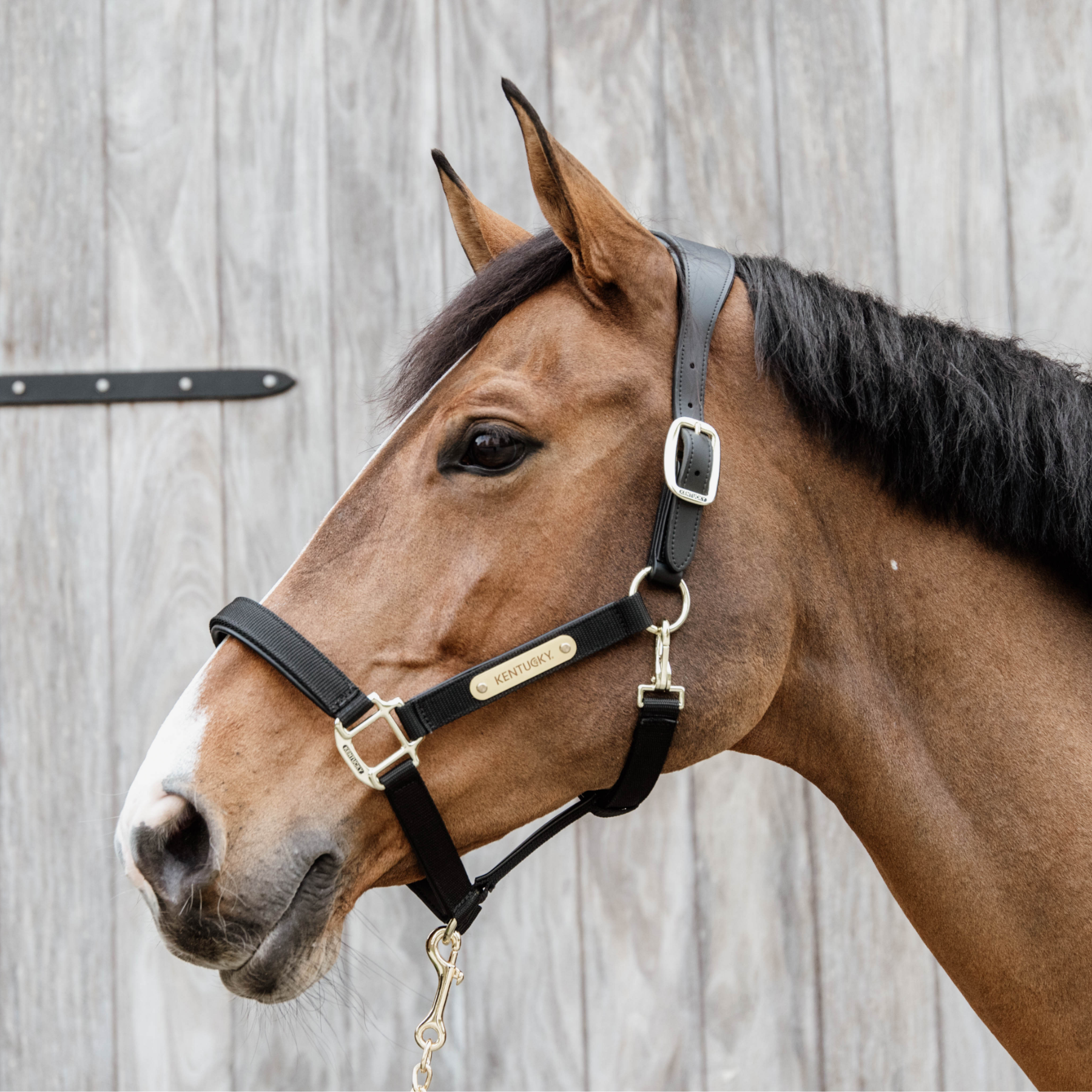 Kentucky Horsewear Anatomic Nylon Halter, Black