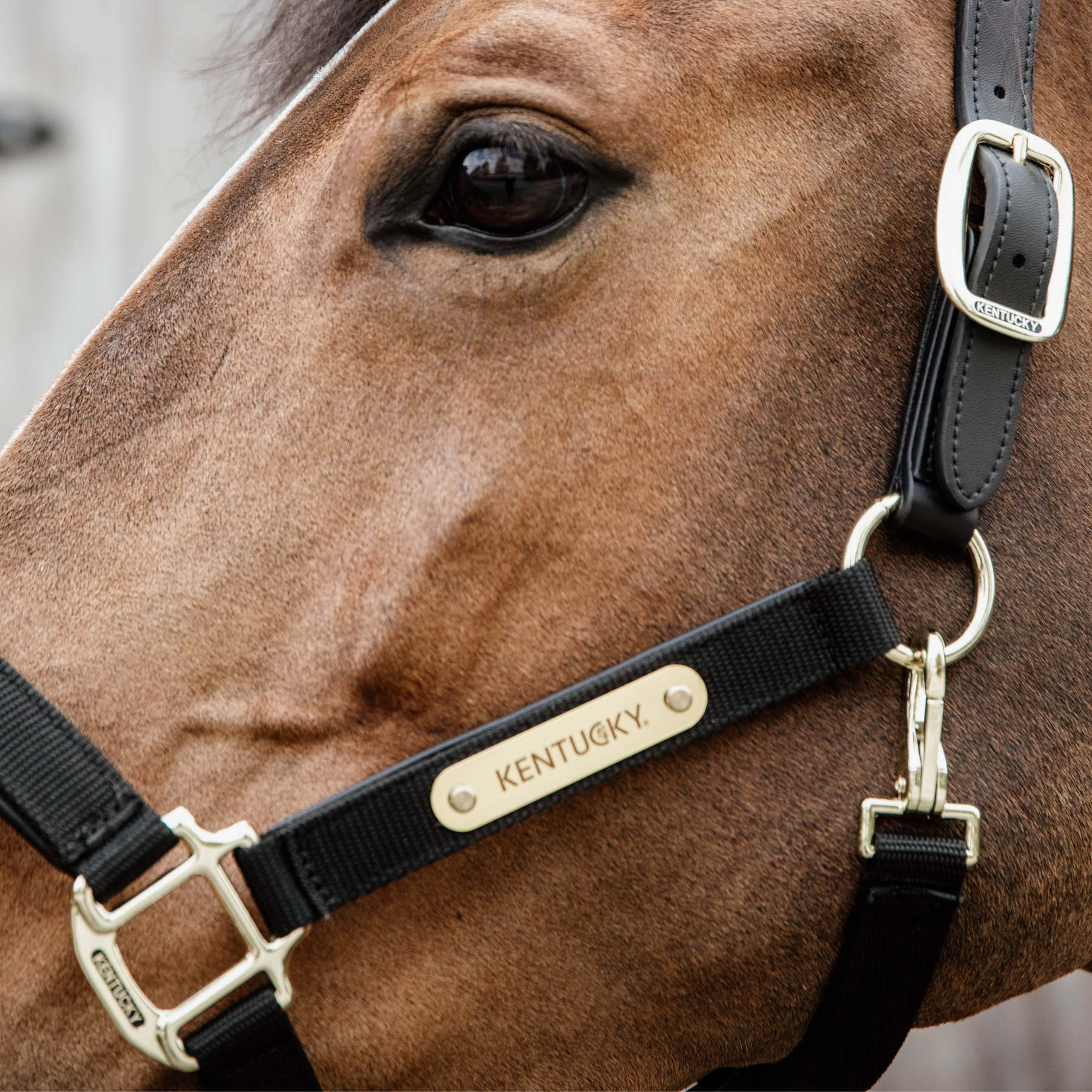 Kentucky Horsewear Anatomic Nylon Halter, Black