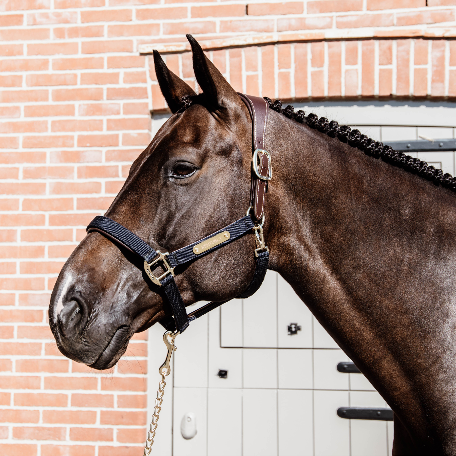 Kentucky Horsewear Anatomic Nylon Halter, Navy
