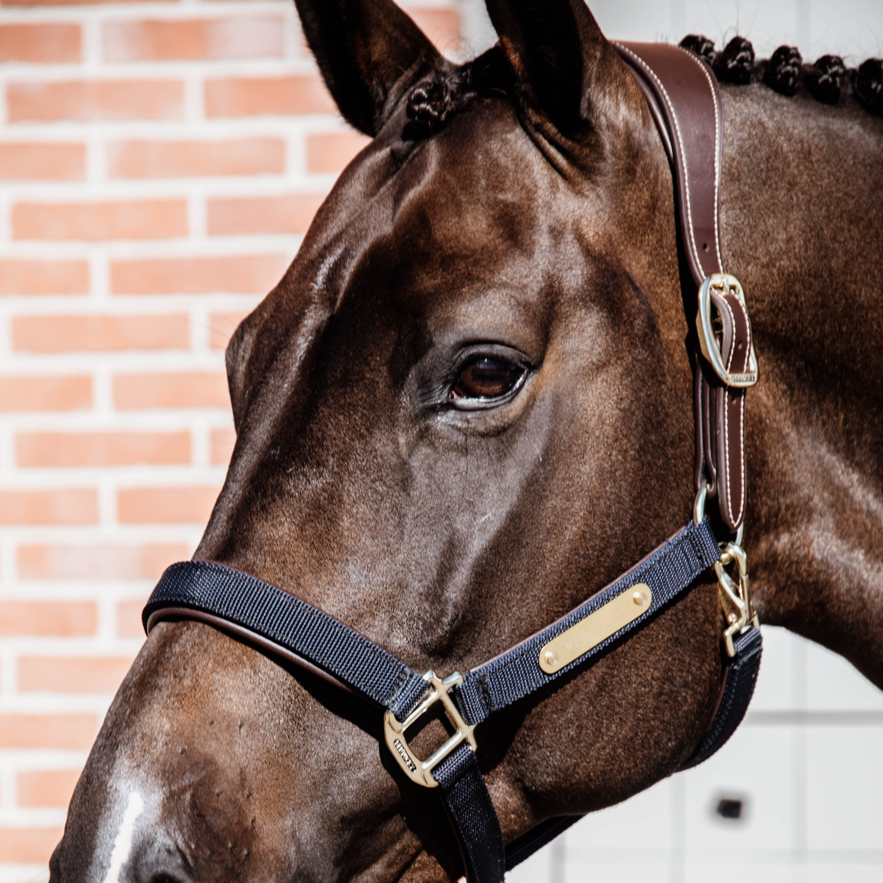 Kentucky Horsewear Anatomic Nylon Halter, Navy