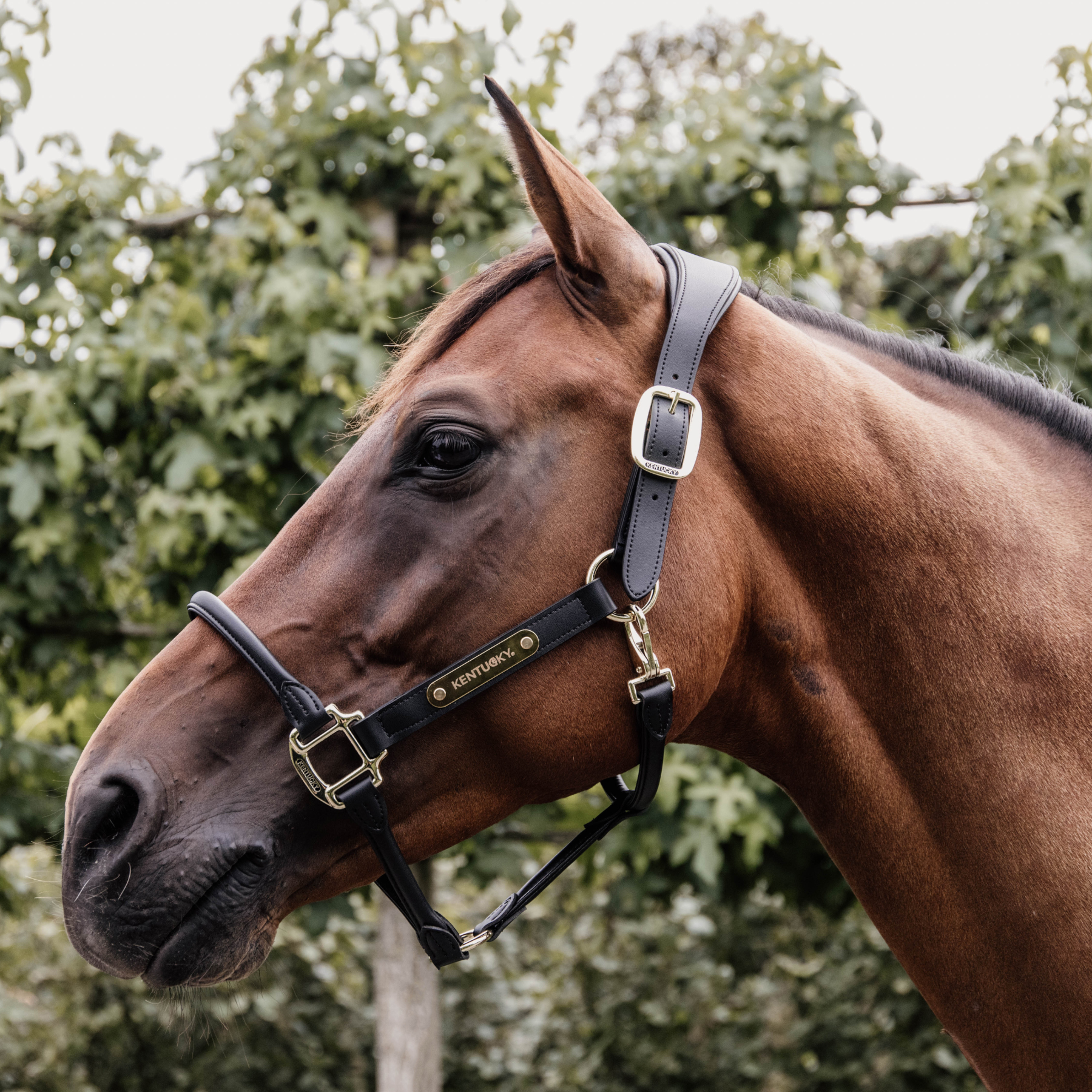 Kentucky Horsewear Anatomic Vegan Leather Halter, Black