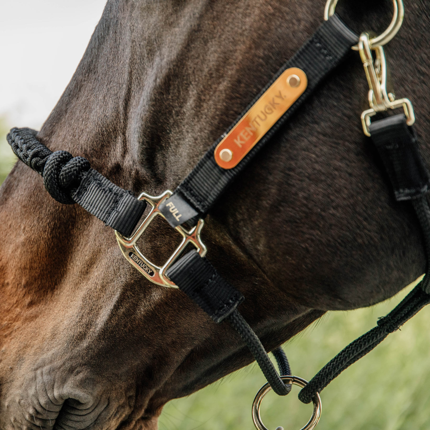 Kentucky Horsewear Control Halter, Black