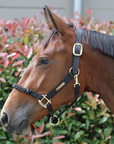 Kentucky Horsewear Control Halter, Black