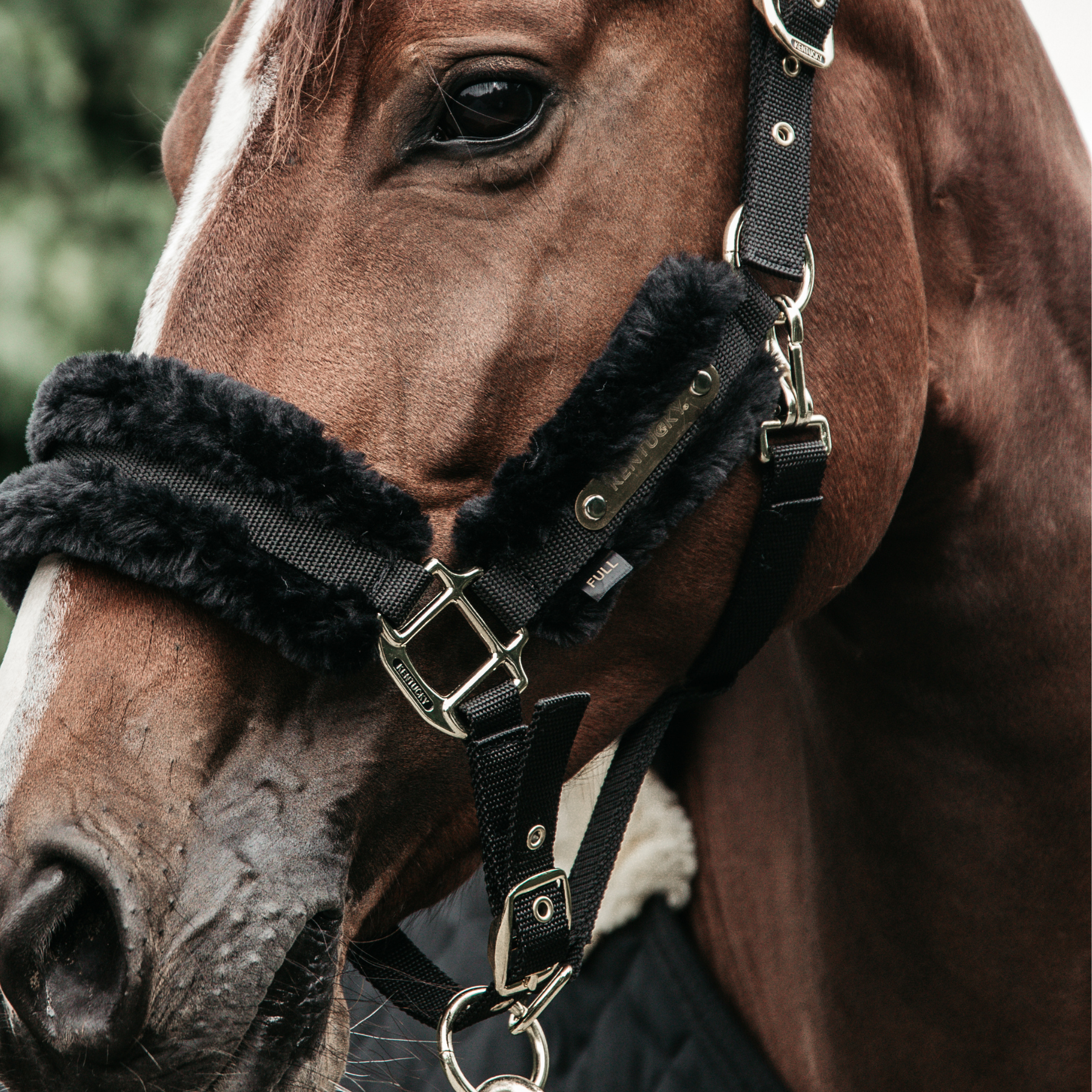 Kentucky Horsewear Nylon Sheepskin Halter, Black