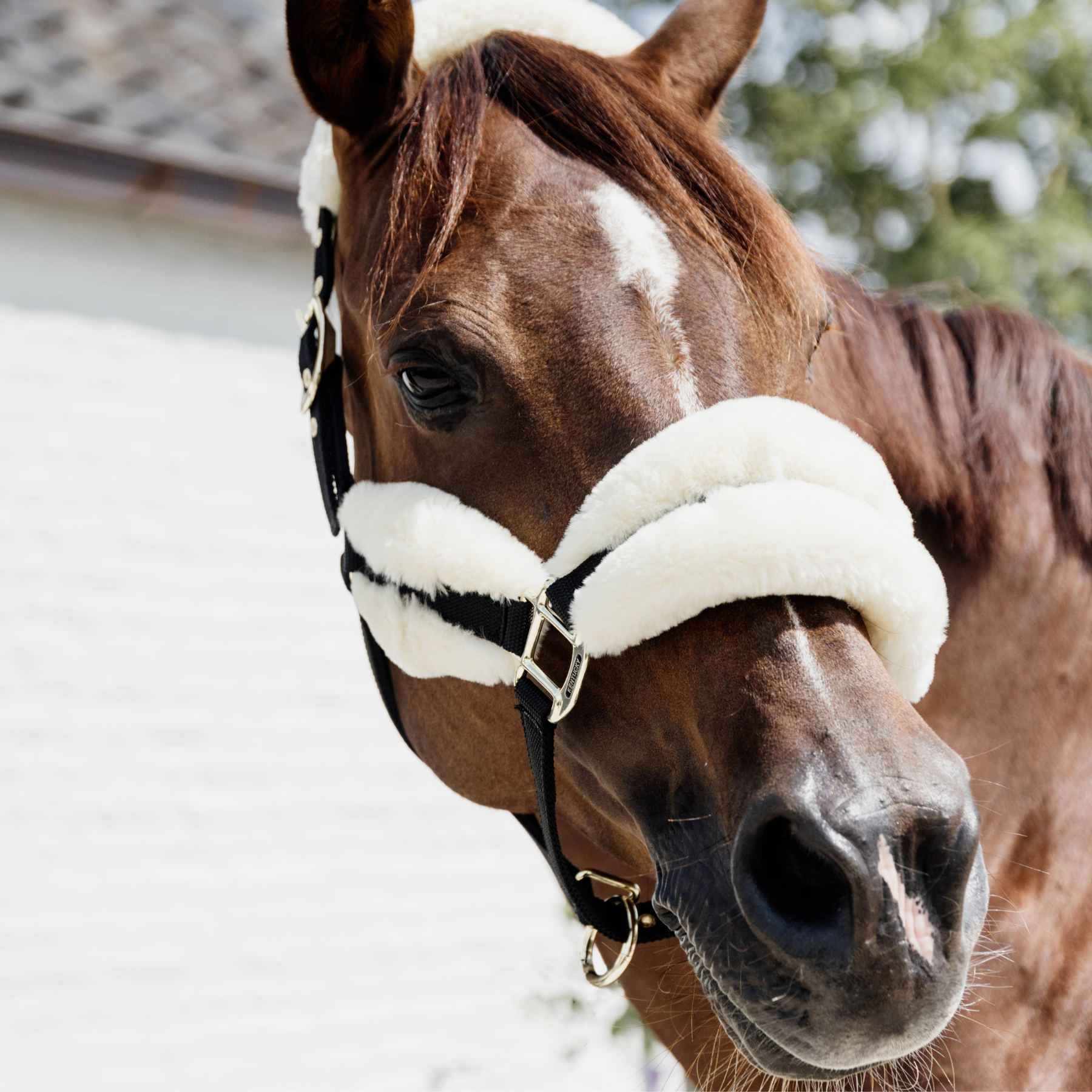 Kentucky Horsewear Nylon Sheepskin Halter Soft, Natural