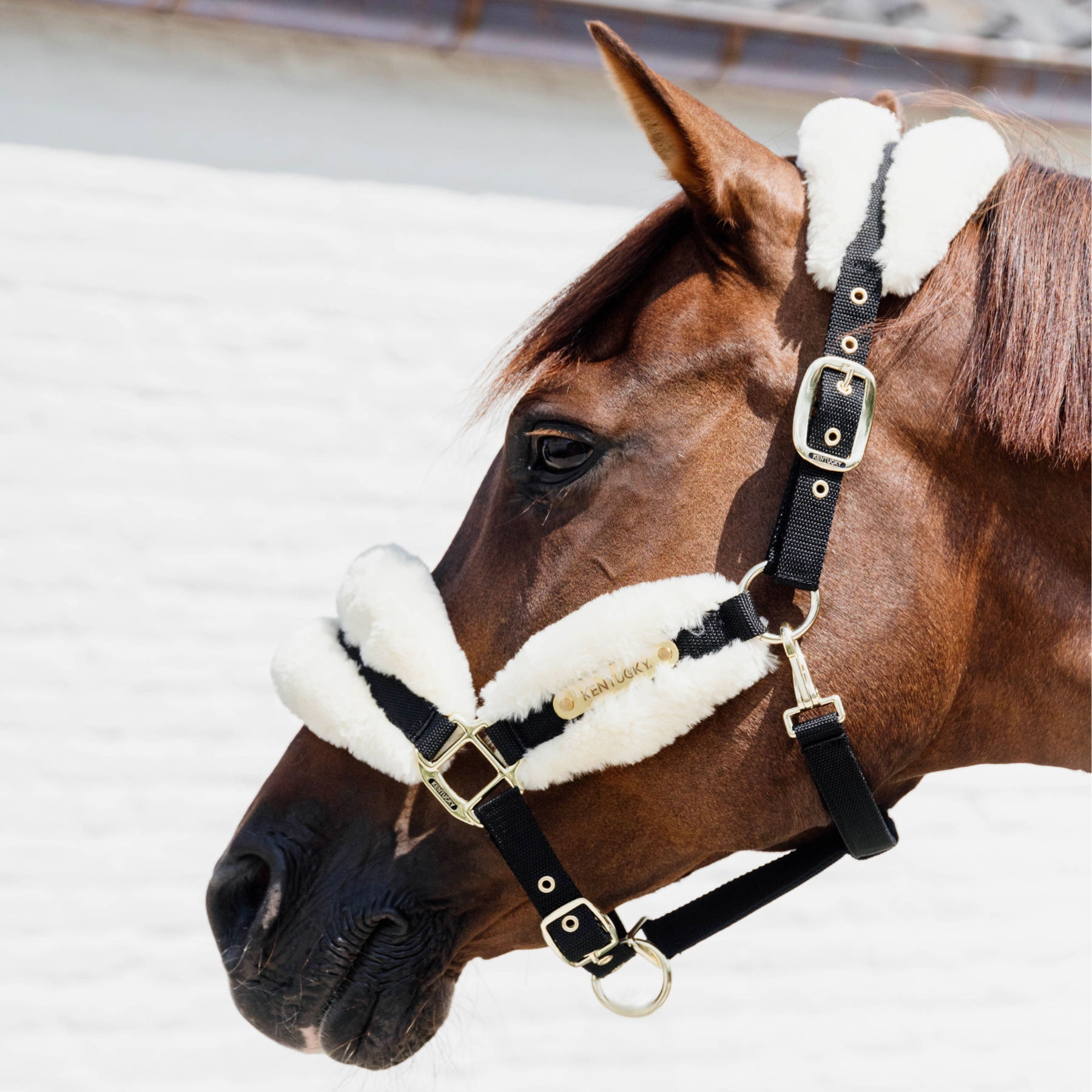 Kentucky Horsewear Nylon Sheepskin Halter Soft, Natural