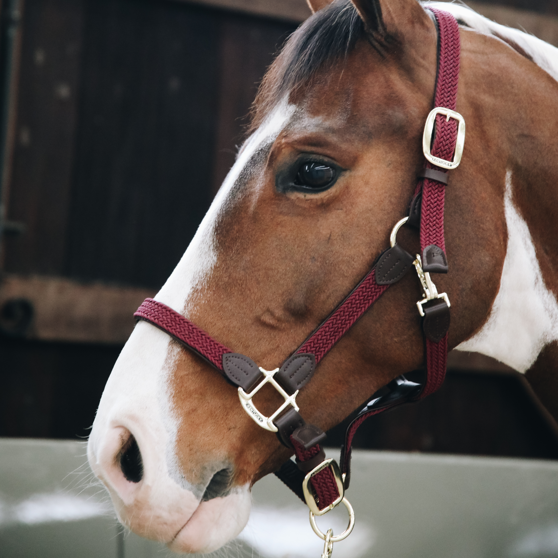 Kentucky Horsewear Plaited Nylon Halter, Bordeaux