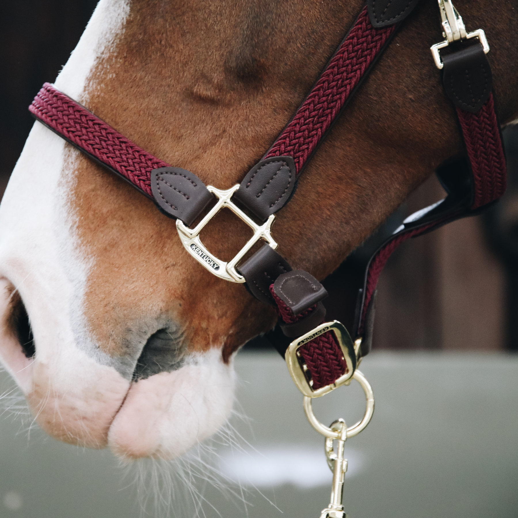 Kentucky Horsewear Plaited Nylon Halter, Bordeaux
