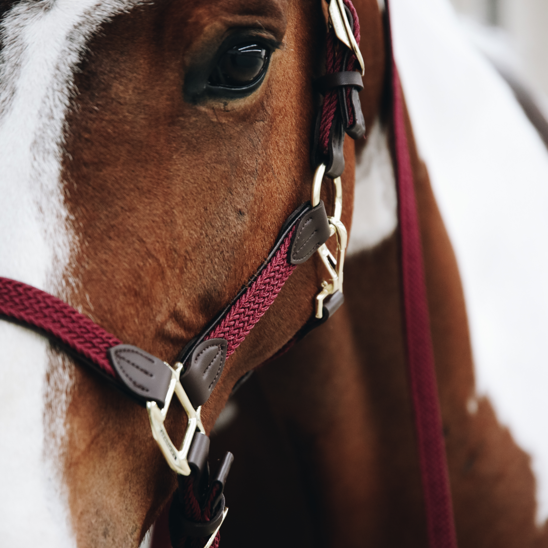 Kentucky Horsewear Plaited Nylon Halter, Bordeaux