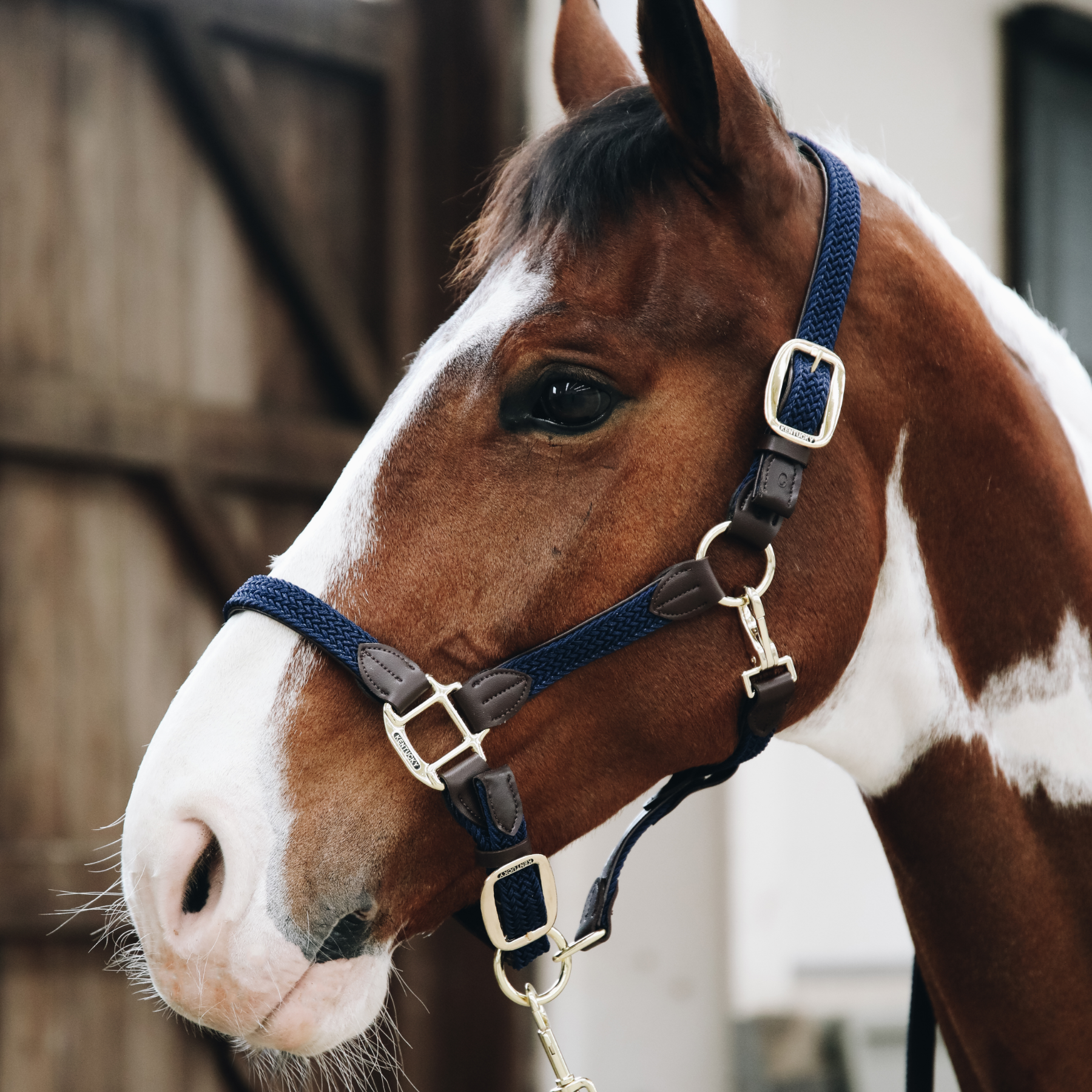 Kentucky Horsewear Plaited Nylon Halter, Navy